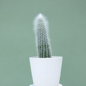 Cleistocactus Strausii